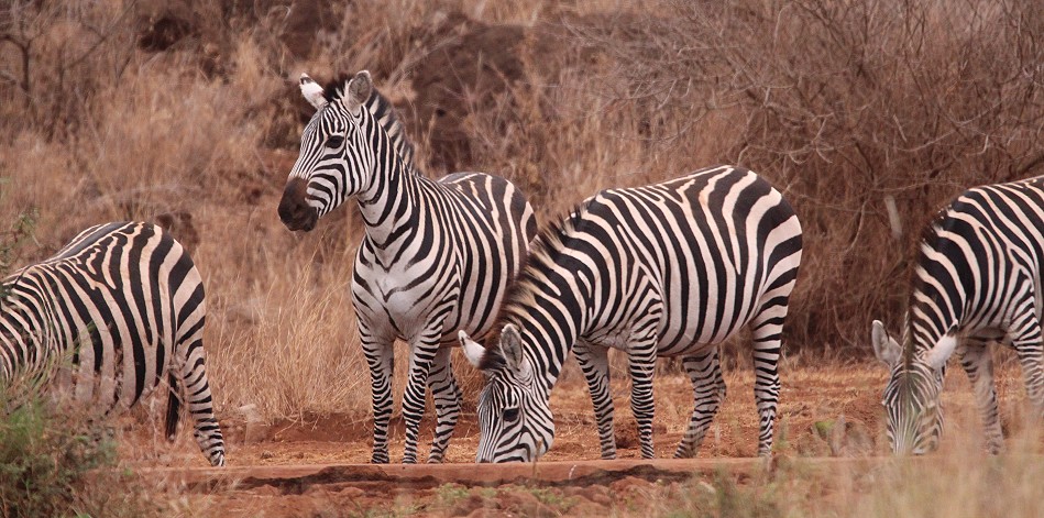 Amboseli Bush Camp - Self Catering Camp - Kimana, Amboseli