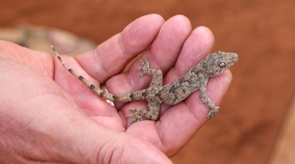 Hausgecko im Amboseli Bush Camp