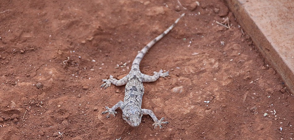 Hausgecko im Amboseli Bush Camp
