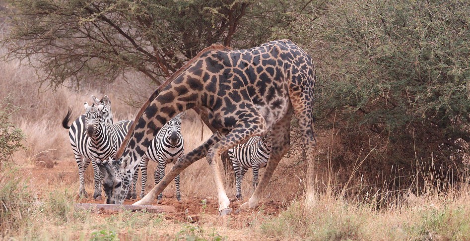 Morgens im Amboseli Bush Camp
