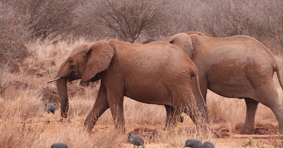 Elefanten beim Frühstück im Amboseli Bush Camp