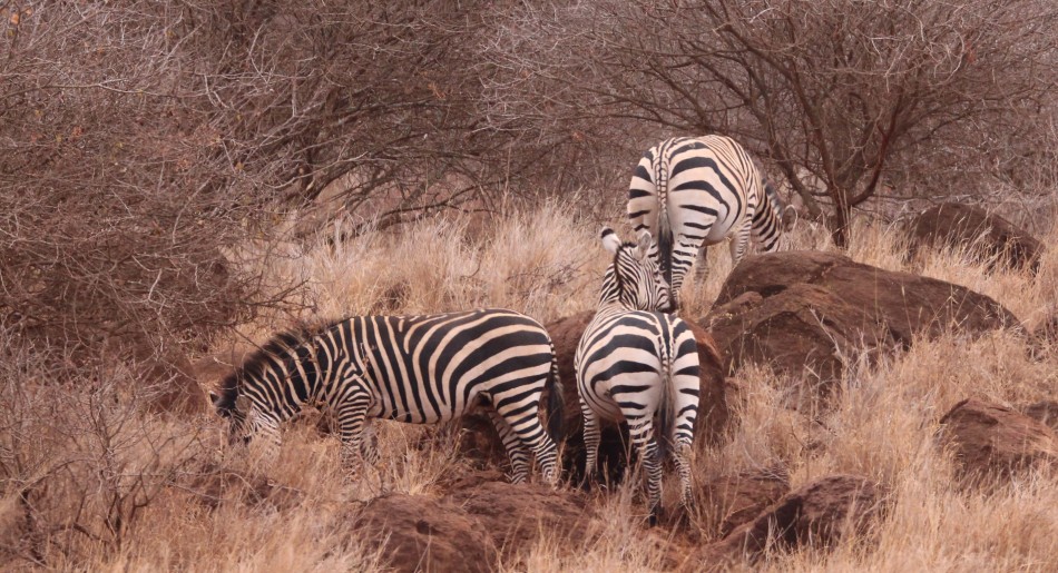 Zebras beim Frühstück im Amboseli Bush Camp