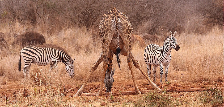 Giraffen am Wasserloch im Amboseli Bush Camp
