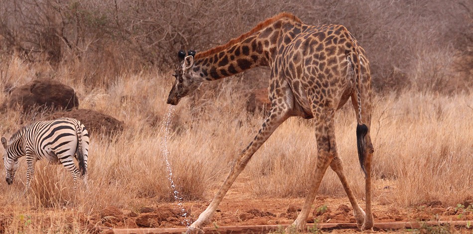 Giraffen am Wasserloch im Amboseli Bush Camp