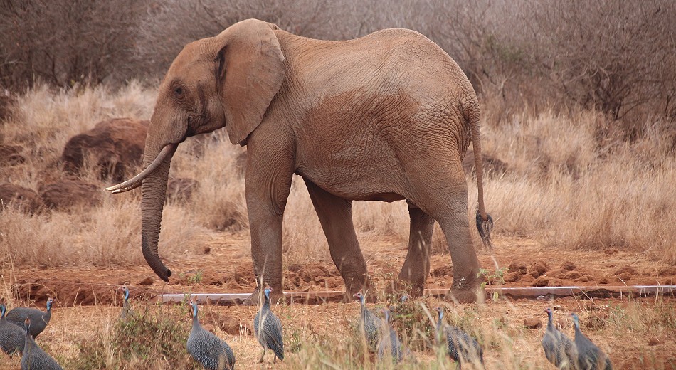 Elefanten am Amboseli Bush Camp