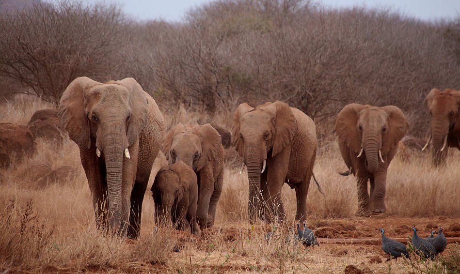 Fusspirsch am Rande des Amboseli National Parks