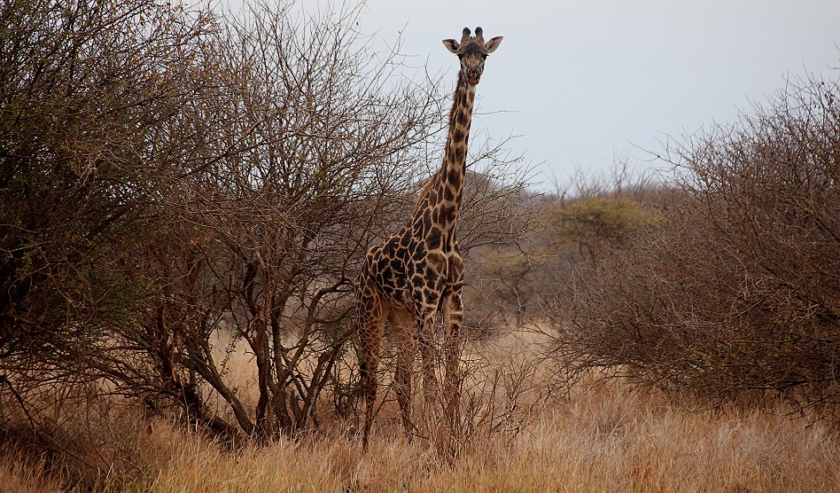 Fusspirsch am Rande des Amboseli National Parks