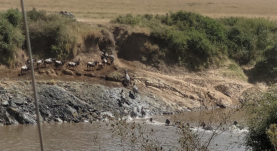 ein kleines Crossing, Zebras und Gnus überqueren den Mara Fluss