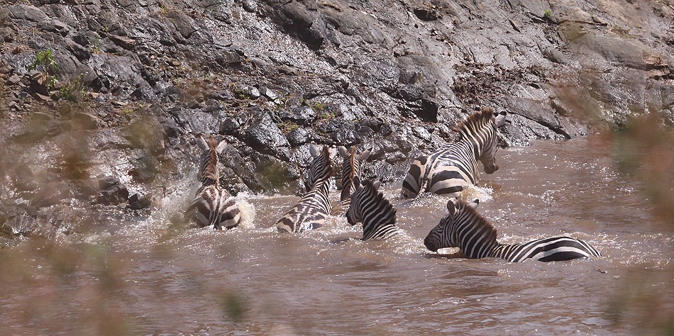 ein kleines Crossing, Zebras und Gnus überqueren den Mara Fluss