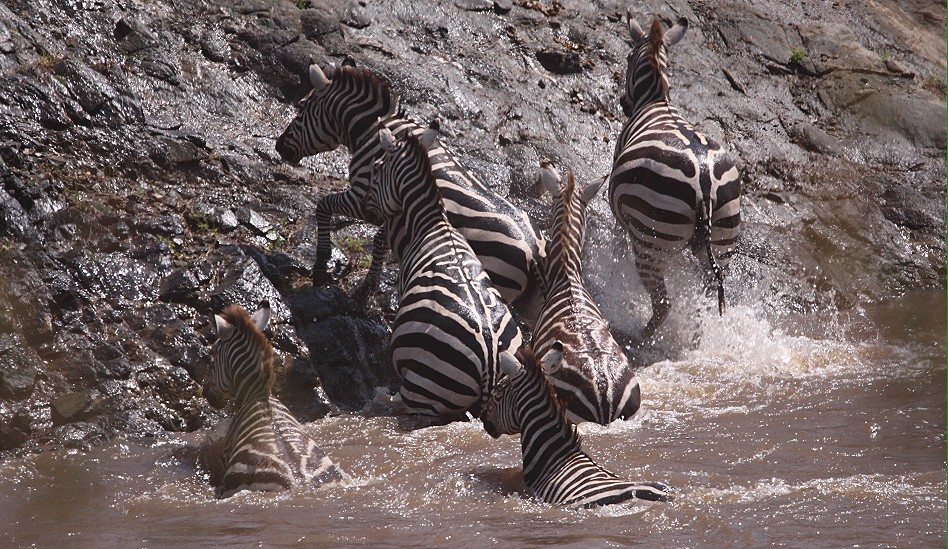 ein kleines Crossing, Zebras und Gnus überqueren den Mara Fluss