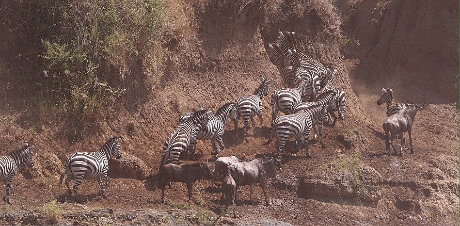 ein kleines Crossing, Zebras und Gnus überqueren den Mara Fluss