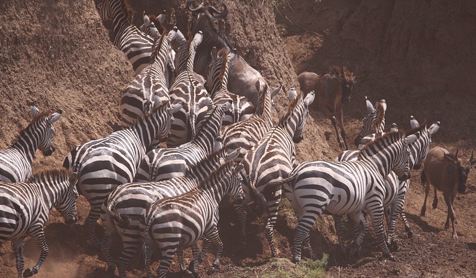 ein kleines Crossing, Zebras und Gnus überqueren den Mara Fluss