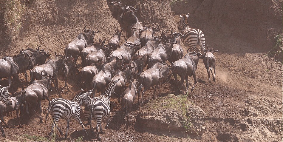 ein kleines Crossing, Zebras und Gnus überqueren den Mara Fluss