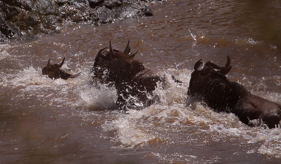 ein kleines Crossing, Zebras und Gnus überqueren den Mara Fluss