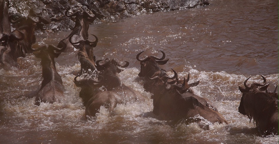 ein kleines Crossing, Zebras und Gnus überqueren den Mara Fluss