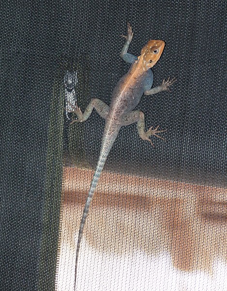 Siedleragam