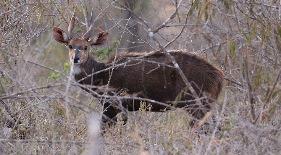 Bushbock, Männchen