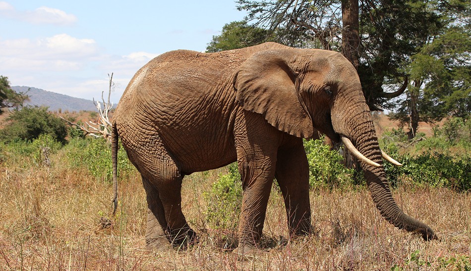 rote Tsavo Elefanten