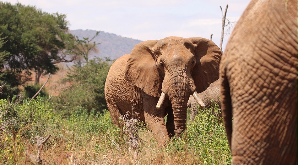 rote Tsavo Elefanten