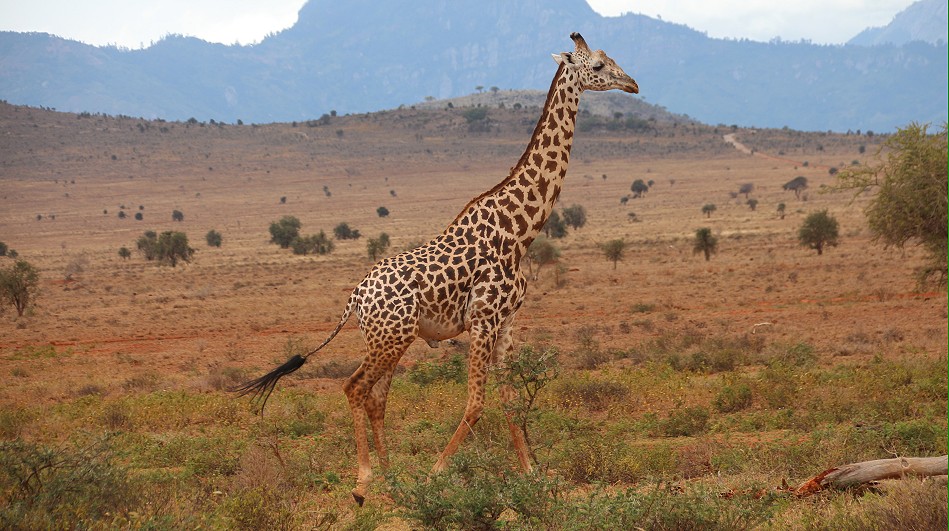 Masai Giraffe im Lumo Conservancy