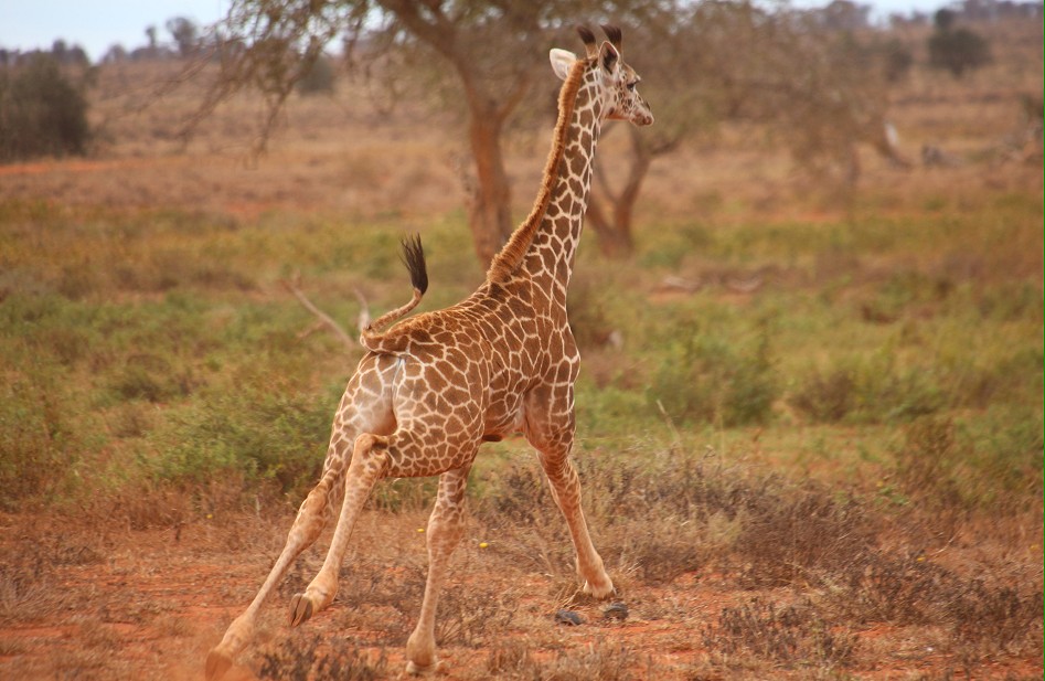 junge Masai Giraffe