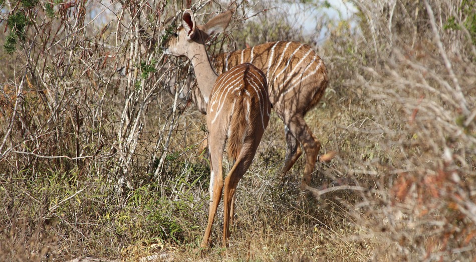 Kleine Kudus, Weibchen