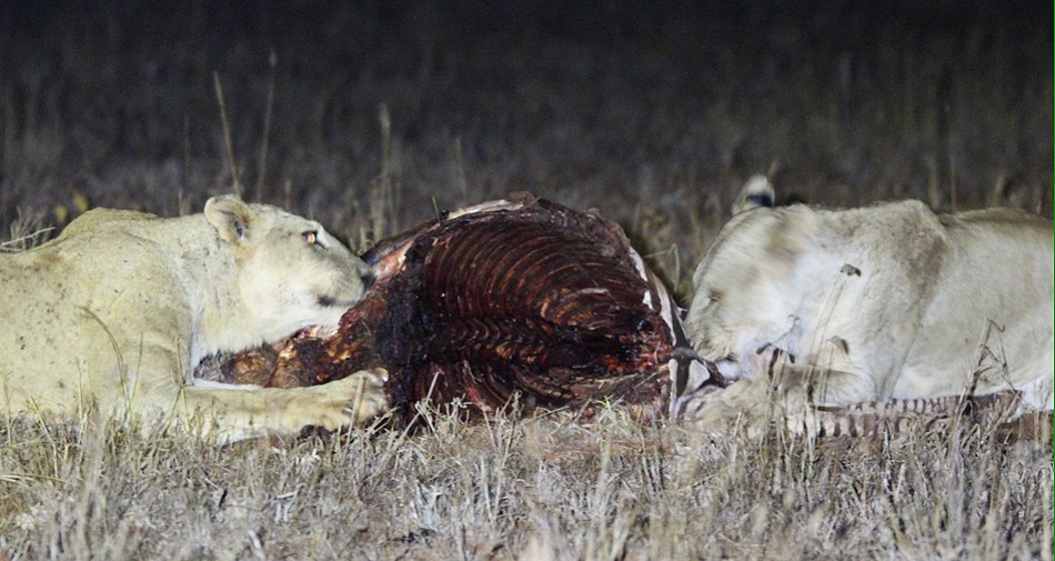 nach den Männchen dürfen die Weibchen fressen; Lumo Conservancy