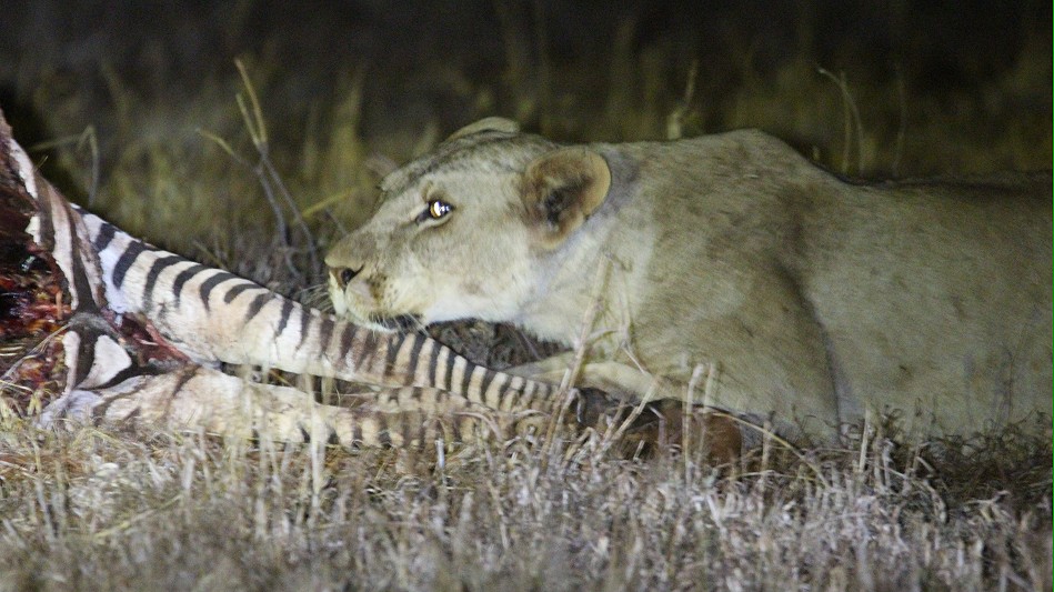 nach den Männchen dürfen die Weibchen fressen; Lumo Conservancy