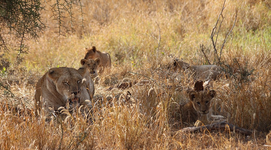 Löwenfamile im Lumo Conservancy