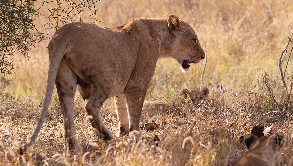 Löwenfamile im Lumo Conservancy