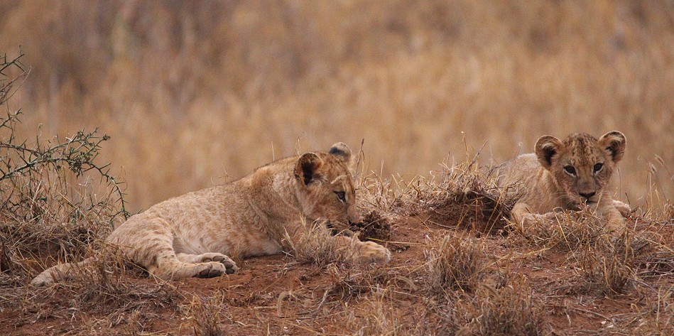 Kleine Löwen im Lumo Conservancy