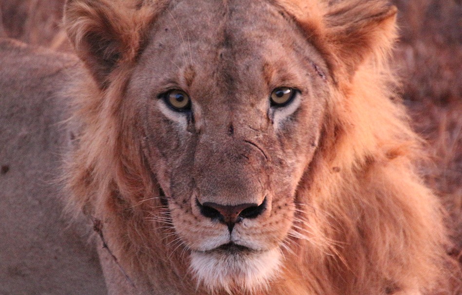 Tsavo Löwe, Männchen