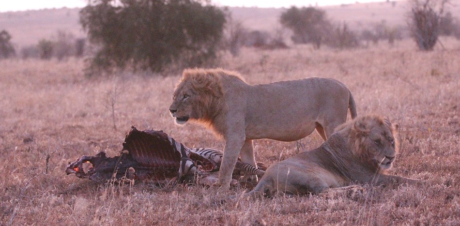 Tsavo Löwen am Kill - die neuen Herscher des Reservates