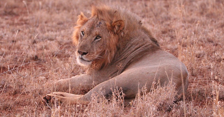 Tsavo Löwe, Männchen