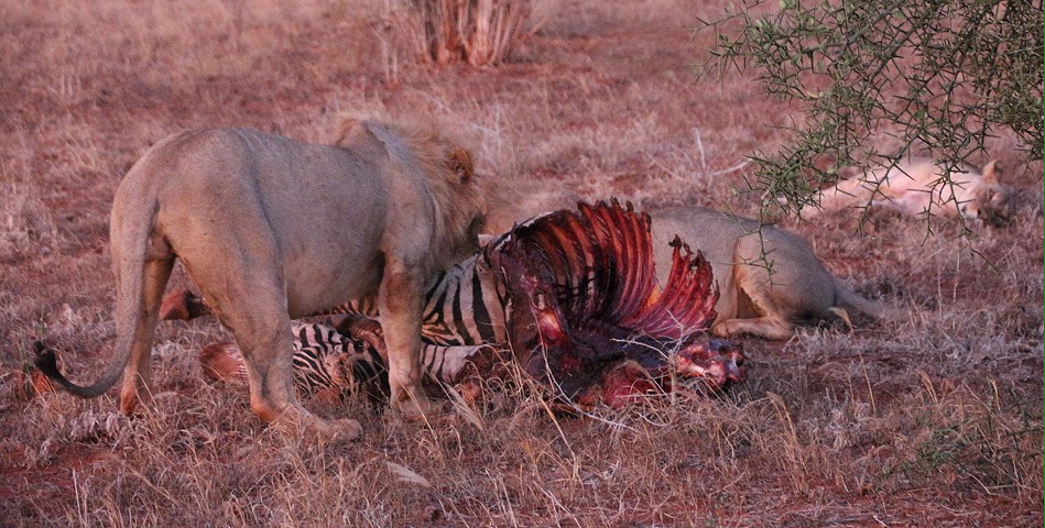 Tsavo Löwen am Kill - die neuen Herscher des Reservates