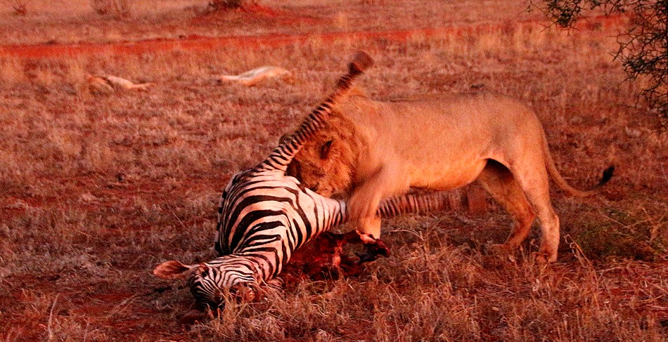 Tsavo Löwen am Kill - die neuen Herscher des Reservates