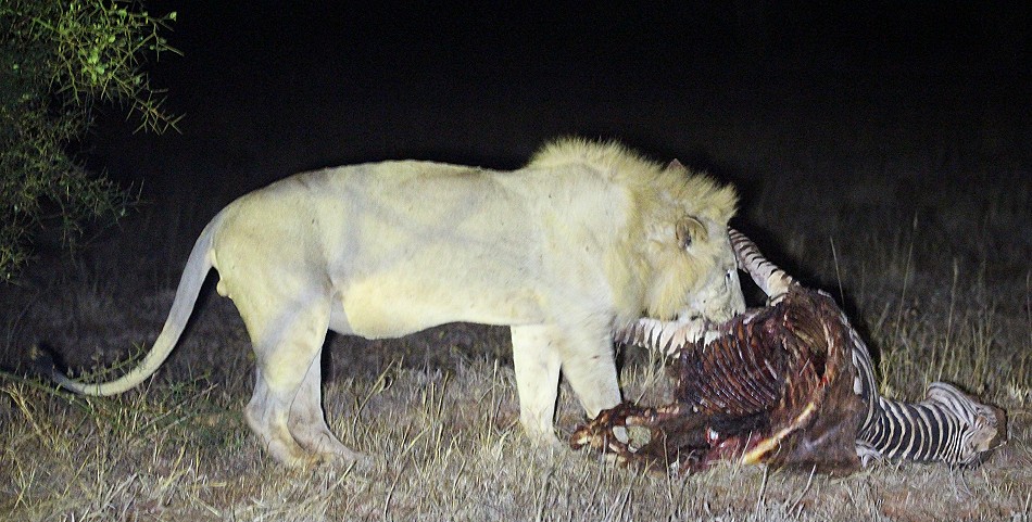 Tsavo Löwen am Kill - die neuen Herscher des Reservates