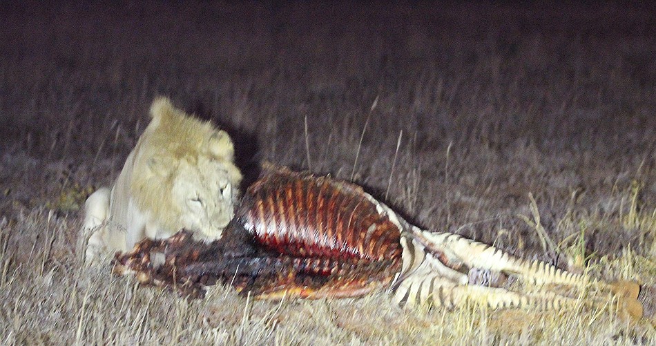 Tsavo Löwen am Kill - die neuen Herscher des Reservates