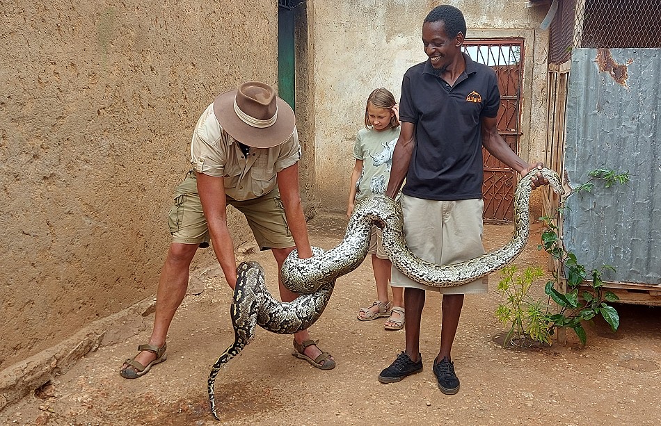 African Rock Python (Python sebae)