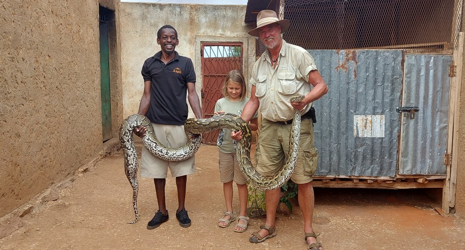 African Rock Python (Python sebae)