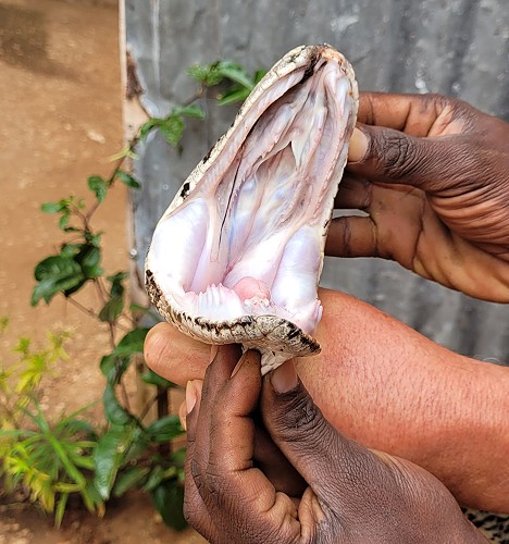 African Rock Python (Python sebae)