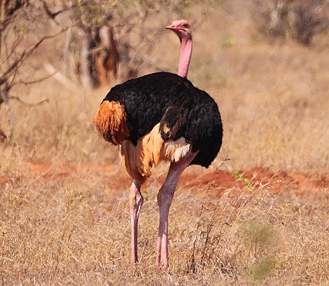 Masai Strauß