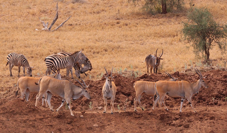 Zebras, Waserbock und Eland Antilopen an einer Wasserstelle im Lumo / Taita Hill Reservat