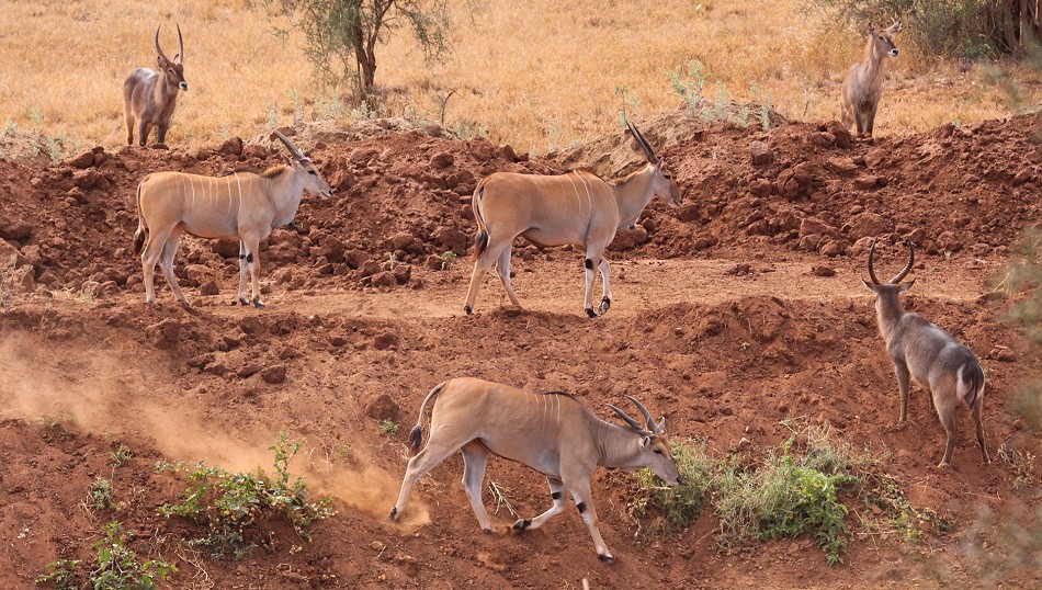 Waserböcke und Eland Antilopen an einer Wasserstelle im Lumo