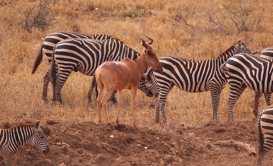 Zebras und Kongonis auf dem Weg zur Wasserstelle