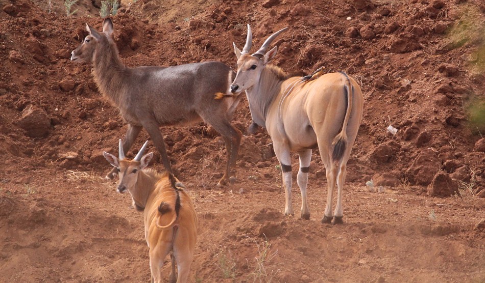 weibliche Wasserböcke und Eland Antilopen an der Wasserstelle