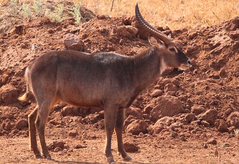 Wasserbock