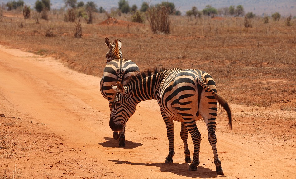 Zebras auf der Piste