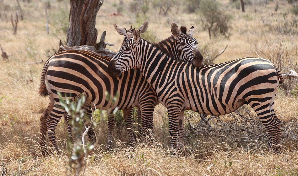 Zebras