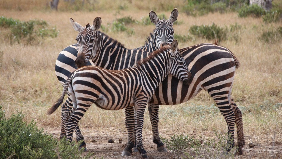 Zebras